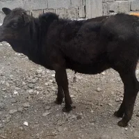 گوساله ماده چالوسی جنس