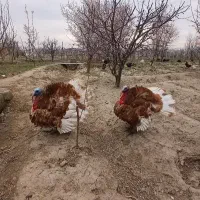 بوقلمون برنز امریکایی