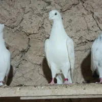 کفتر پرشی