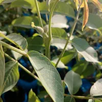 نهال گردوی پیوندی سالم|خدمات باغبانی و درختکاری|سنندج, |دیوار