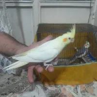 عروس هلندی لوتینو