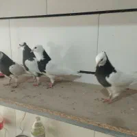 کفتریا کبوتر|پرنده|اقبالیه, |دیوار