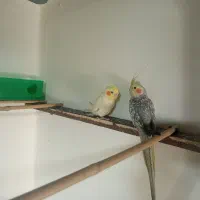 عروس هاندی نرو ماده