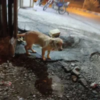 سگ پا کوتاه|سگ|افزر, |دیوار