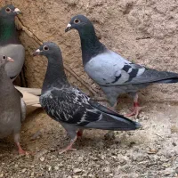 کفتر|پرنده|بیرجند, |دیوار