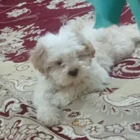 سگ خونه گی خیلی نازه و با مزه شناسنامه دار معاوضه