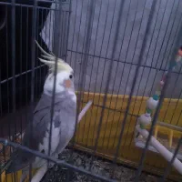 عروس هلندی|پرنده|وحیدیه, |دیوار