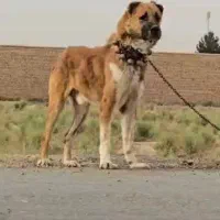سگ افغان نگهبان و گله ای