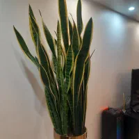 گل سانسوریاابلق|گل و گیاه طبیعی|تهران, خاوران|دیوار