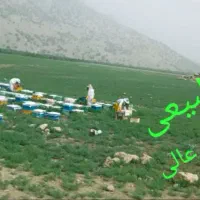 عسل طبیعی باکیفیت بالاوطعمی لذید
