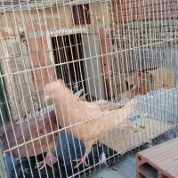 کبوتر پرشی سید|پرنده|بومهن, |دیوار