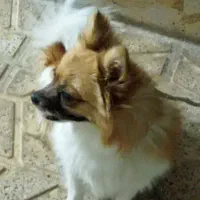 توله پامر ماده|سگ|تربت‌حیدریه, پائین ولایت|دیوار