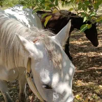 فروش سه راس اسب مادیان نژاددار|اسب و تجهیزات اسبسواری|یاسوج, |دیوار