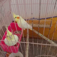 ی جفت عروس هلندی|پرنده|لاهیجان, آهندان|دیوار