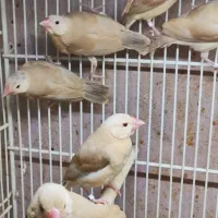 فنچ نرگسی شگلاتی و کبوترخانگی