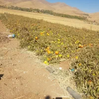 گوجه فرنگی ربی
