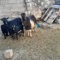 ۲ عدد بز جوان به همراه ۲ عدد بزغاله نر|حیوانات مزرعه|اردبیل, |دیوار