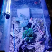 آکواریوم شیشه خم|ماهی|پاکدشت, پاکدشت (مامازند)|دیوار