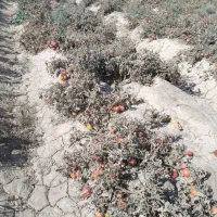 گرجه‌ربی‌تک‌چین‌از‌پانزده‌تومان‌به‌بالا|حراج|اسحاق آباد, |دیوار