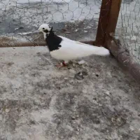 کبوتر
