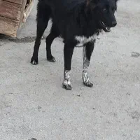 سگ قدرجونی نر 6ماهه|سگ|چوار, |دیوار