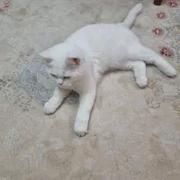 گربه نر اسکاتیش سفید عقیم نشده
