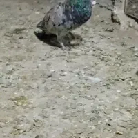 سبز پلاکی دو خط هفترنگ نر کله سینه زرد|پرنده|مشهد, شهرک صنعتی توس|دیوار