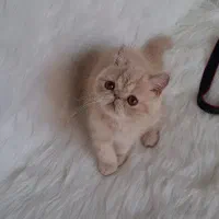 اگزاتیک شورت هیر