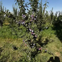 خرید بی واسطه از تولید کننده