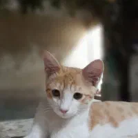 گربه گمشده در مامونیه