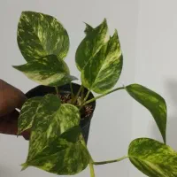 پتوس برگ پهن|گل و گیاه طبیعی|پرند, فاز ۶|دیوار