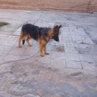سگ ژر من