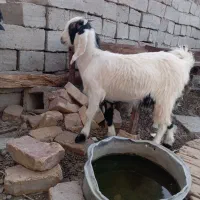 دوعدد کره مری ماده گوش دراز