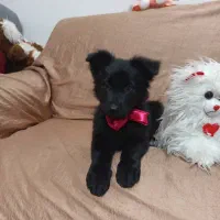 دوعدد توله ماده ژرمن بلک شولاین|سگ|کازرون, |دیوار