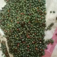 بن تازه|حراج|مسجد سلیمان, |دیوار