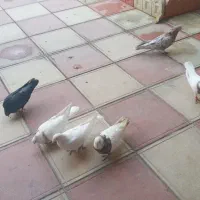 کبوتر|پرنده|قروه, |دیوار