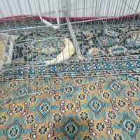 قناری|پرنده|پارسآباد, |دیوار