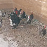 تخم مرغ گلین|حیوانات مزرعه|اصفهان, صدف|دیوار