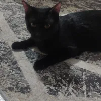 واگذاری رایگان گربه|گربه|تهران, مینای شمالی (مخبر)|دیوار