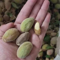 بادام پوست کاغذی بن