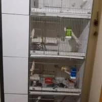 قفس ۴ طبقه یا اروپایی