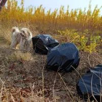 نهالستان تندرو زردآلوعسگرآبادسبزبرپایه آلوچه وحشی