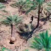 شهر کرد زیباتر با پالم نخل فنیکس تولید کننده رسمی|خدمات باغبانی و درختکاری|شهرکرد, |دیوار