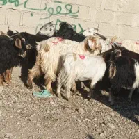 بزغاله
