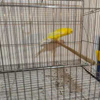 قناری نر|پرنده|درگزین, |دیوار