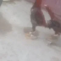 خروس لاری|حیوانات مزرعه|ماکو, |دیوار