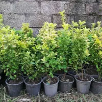 شمشاد طلایی|گل و گیاه طبیعی|کلاچای, |دیوار