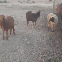 بره ماده جهت برکت|حیوانات مزرعه|امیدیه, |دیوار