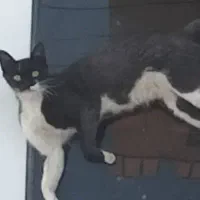 گربه گمشده (گم شده)