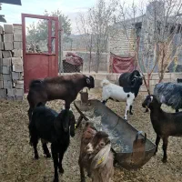 فروش چبش یا دوبر